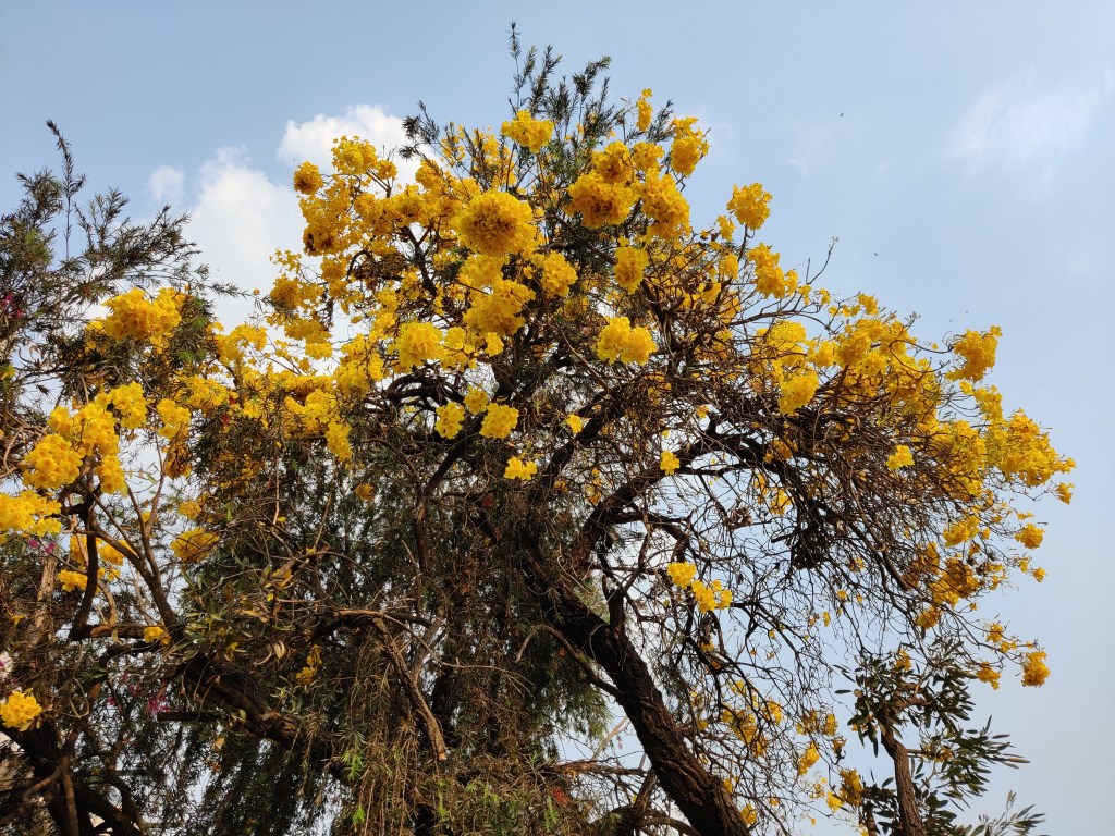 Because it's all about yellow flowers!